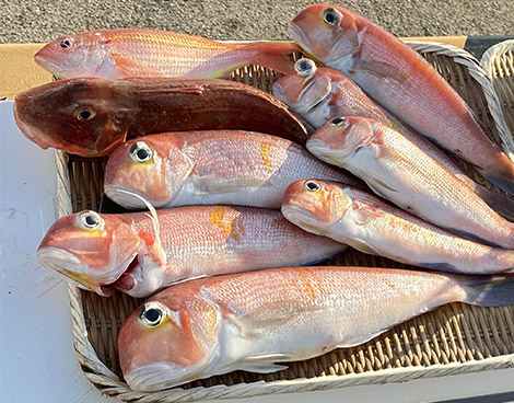 アマダイを追う vol.8 釣果写真