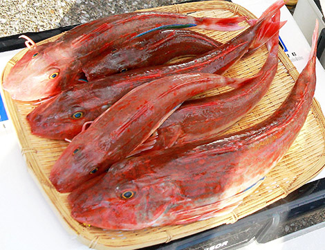 ホウボウを追う vol.2 釣果写真