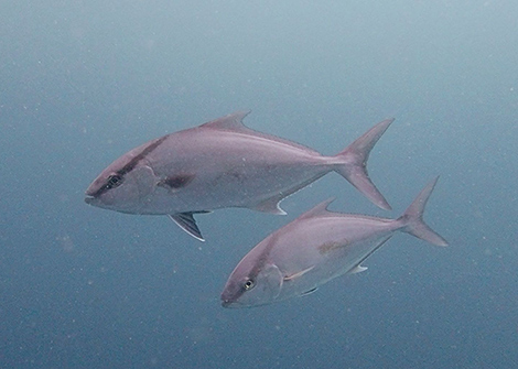 カンパチを追う vol.7 水中画像