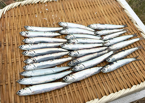 カタクチイワシを追う vol.4 釣果写真