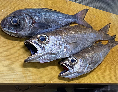 クロムツを追う vol.4 釣果写真