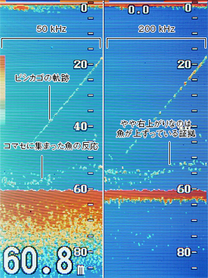 マダイを追う vol.3