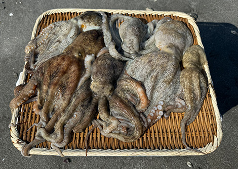 マダコを追う 釣果写真