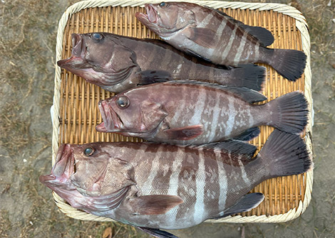 マハタを追う vol.5 水中画像