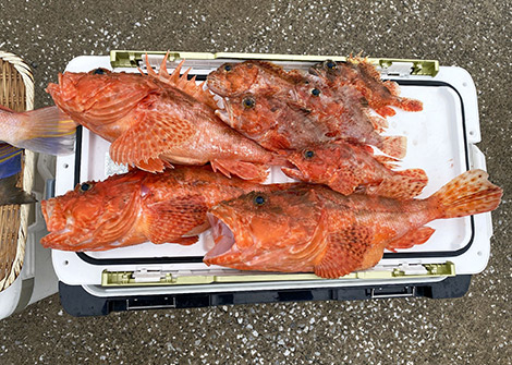 オニカサゴを追う vol.5 釣果写真