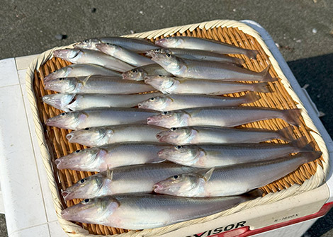 シロギスを追う vol.7 釣果写真