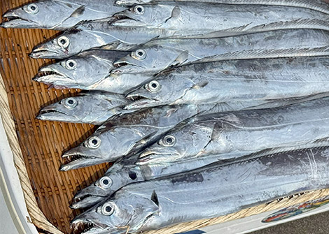 タチウオを追う vol.6 釣果画像